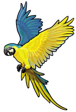 Mavi ve Sarı Macaw
