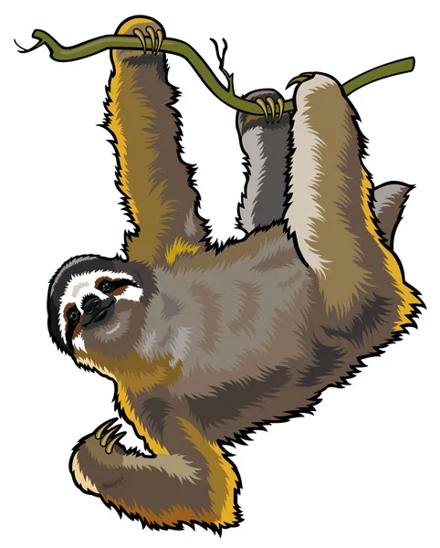 Sloth — Stock Vector