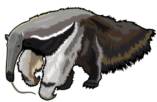 Giant anteater — Stock Vector