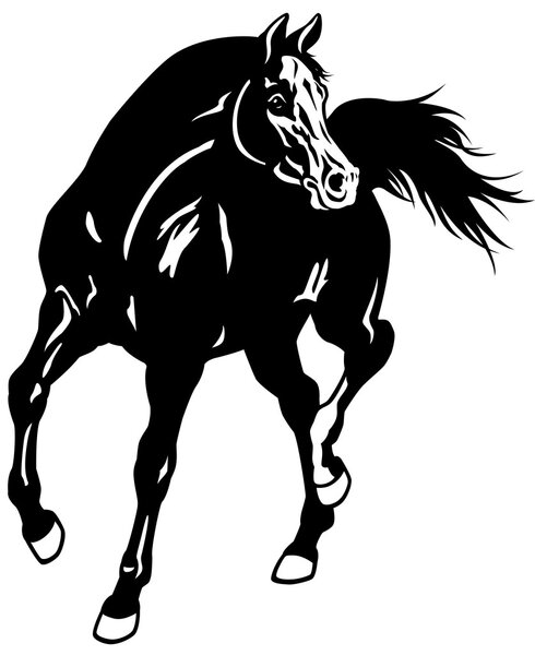 arabian horse black white