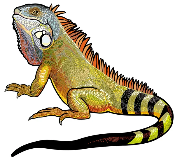 Yeşil iguana — Stok Vektör