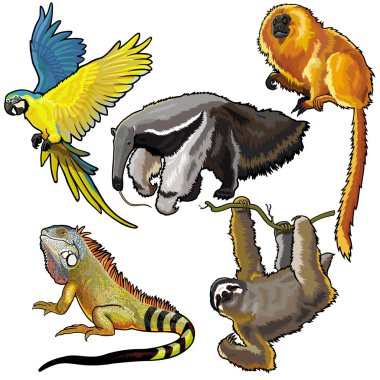 set with animals of south america clipart