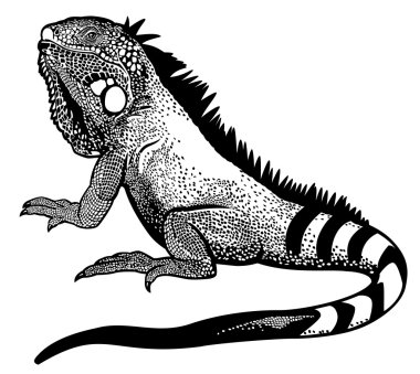 Yeşil iguana siyah beyaz