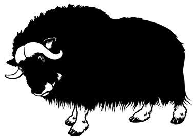 muskox siyah beyaz