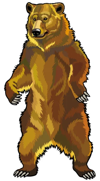 Grizzly bear — Stock Vector