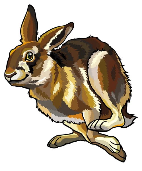 Бегущий заяц — стоковый вектор