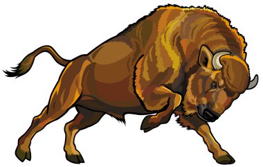 wisent