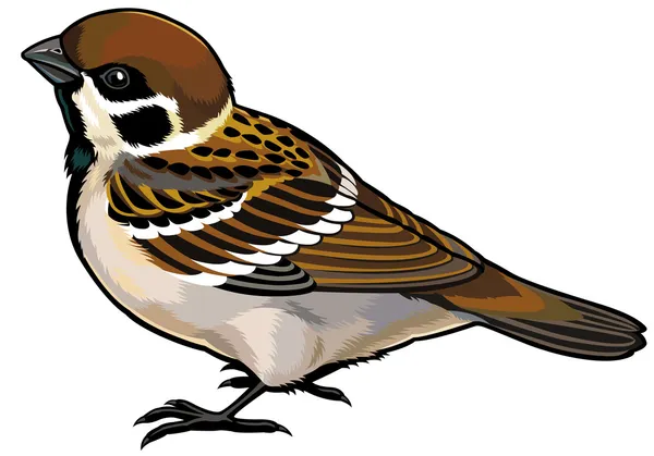 Tree Sparrow — Διανυσματικό Αρχείο