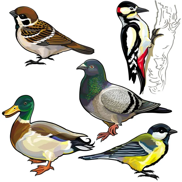 Ensemble avec des oiseaux sauvages européens — Image vectorielle