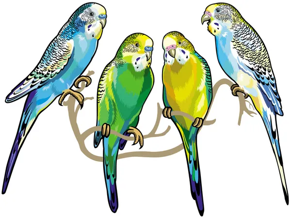 Budgerigars — Διανυσματικό Αρχείο