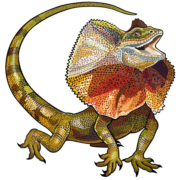 Lagarto pescoço babados —  Vetores de Stock