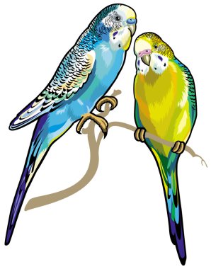 iki budgerigars