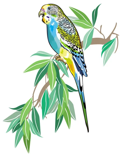 Αυστραλιανή parakeet — Διανυσματικό Αρχείο