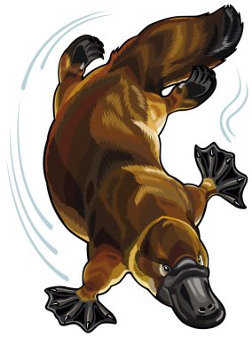 ornitorenk