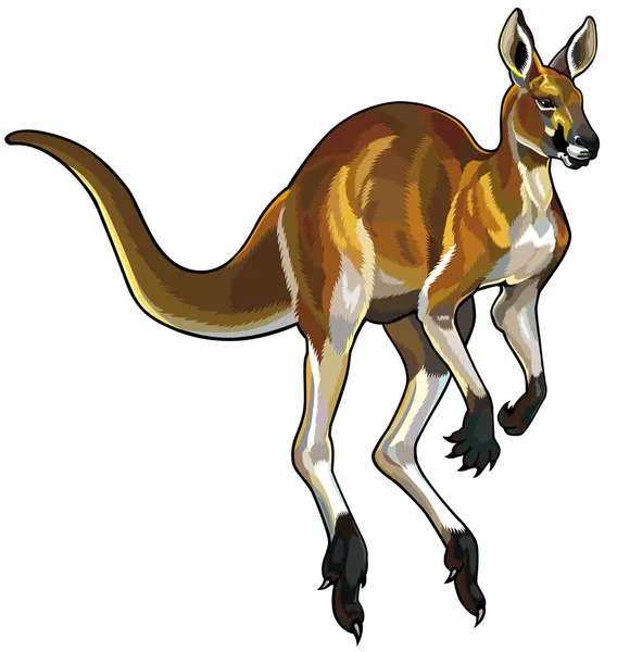 カンガルーストックベクター ロイヤリティフリーカンガルーイラスト Depositphotos カンガルーストックベクター ロイヤリティフリーカンガルーイラスト Depositphotos