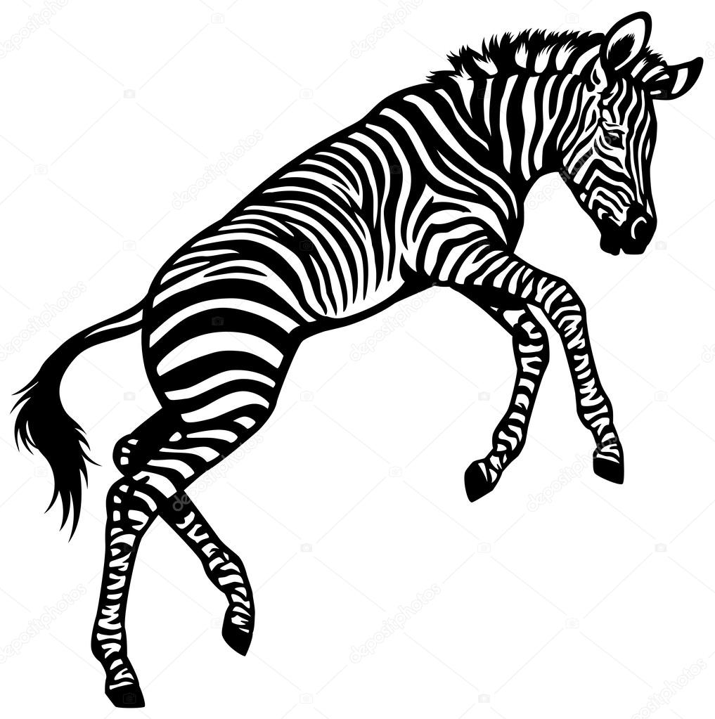 Zebra Baby — Stock Vector © insima 31956255