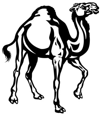 Camel black white