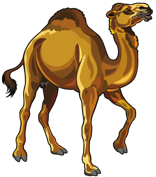 Camel — Stock Vector