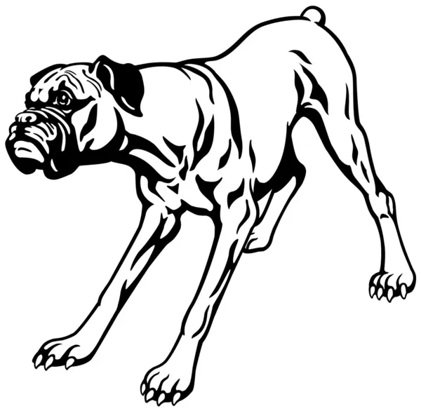 Boxer Hond zwart wit — Stockvector