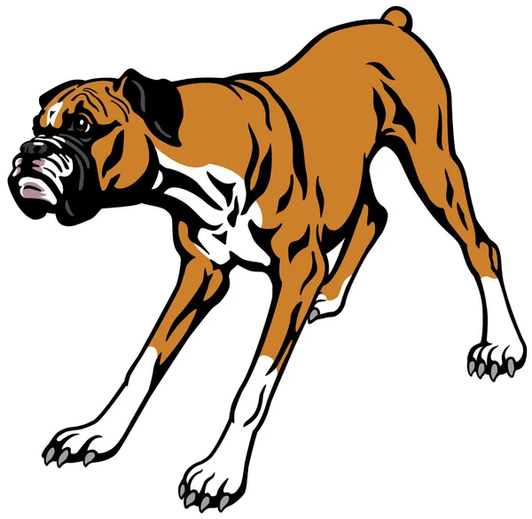 Cão Boxer — Vetor de Stock