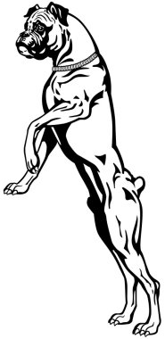 özenli boxer köpek siyah beyaz