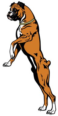 özenli boxer köpek