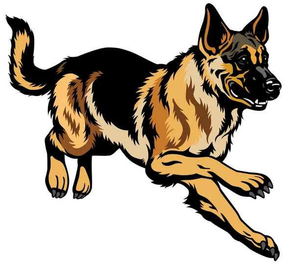 German shepherd — Stock Vector