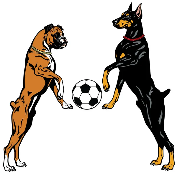 Doberman et Boxer — Image vectorielle