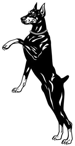 Doberman Pinscher Negro Blanco — Vector de stock