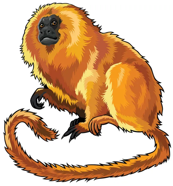 Leão dourado tamarin — Vetor de Stock