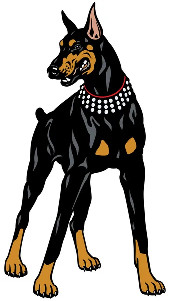 Doberman Pinscher — Vector de stock