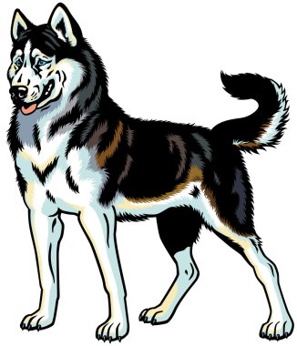 Siberian dış yapraklar