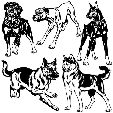 siyah beyaz köpek ırkları ile ayarla
