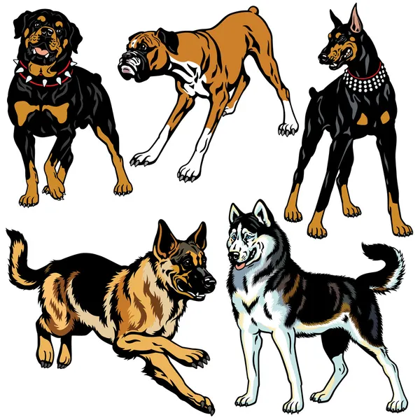 köpek ırkları ile ayarla