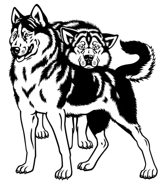 Siberiano husky cani nero bianco — Vettoriale Stock