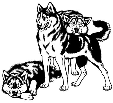 Üç Sibirya husky siyah beyaz
