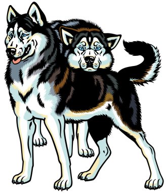 Sibirya husky köpek