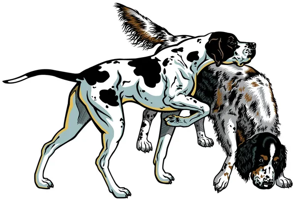 English pointer and setter — Stock Vector