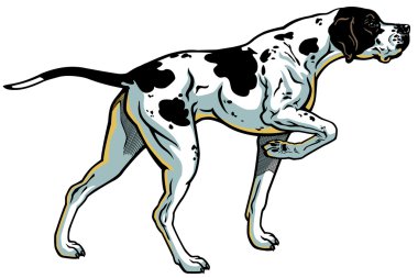 İngiliz pointer