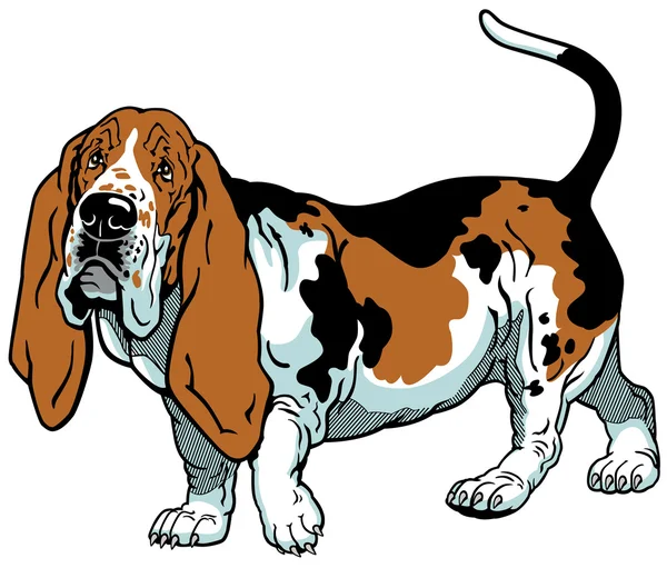 Basset hound — Stok Vektör