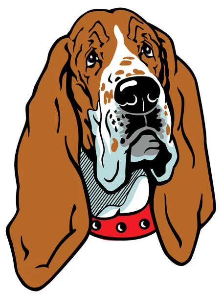 Tête de chien Basset — Image vectorielle