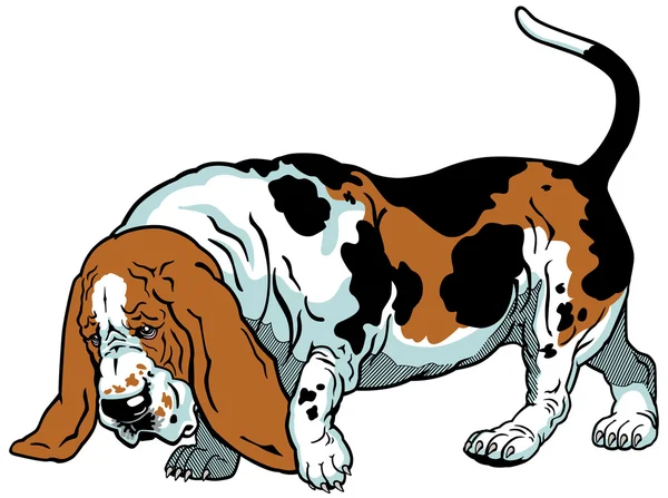 Chien de Basset — Image vectorielle