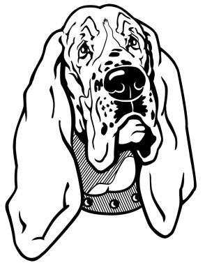 basset hound siyah beyaz başkanı