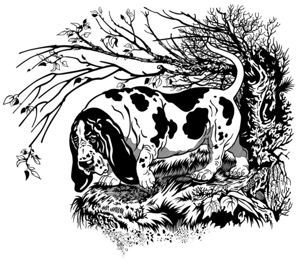 Basset hound en el bosque — Vector de stock