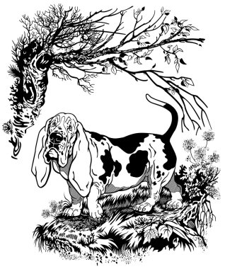 Basset in forest black white vector