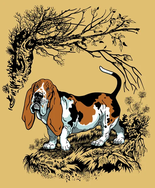 Basset en el bosque — Vector de stock