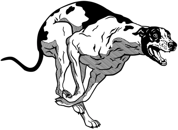 Laufender Windhund schwarz weiß — Stockvektor
