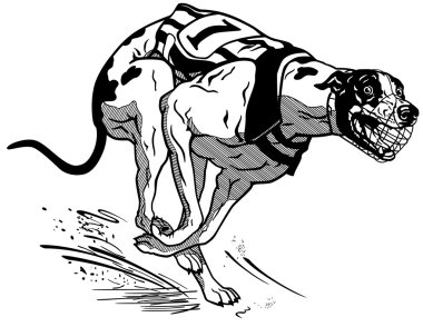 Greyhound Yarış köpeği siyah beyaz