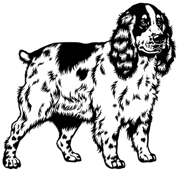 English Cocker Spaniel black white — Stock Vector