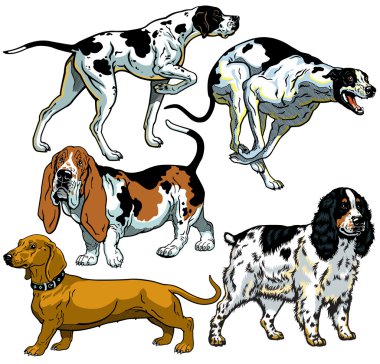 av köpekleri ile